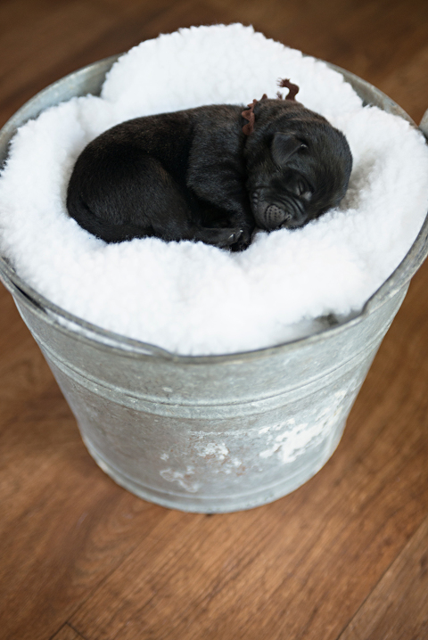 puppies 10 web blog