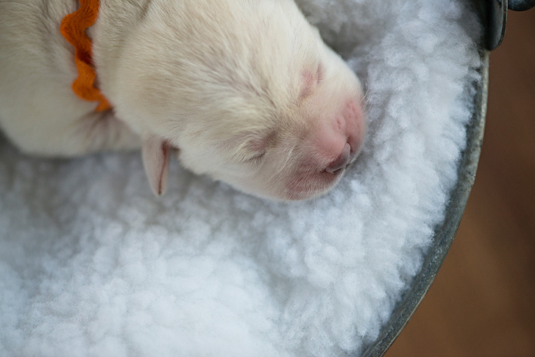 puppies 11 WEB blog