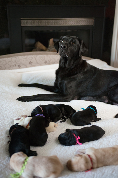 puppies 12 web blog