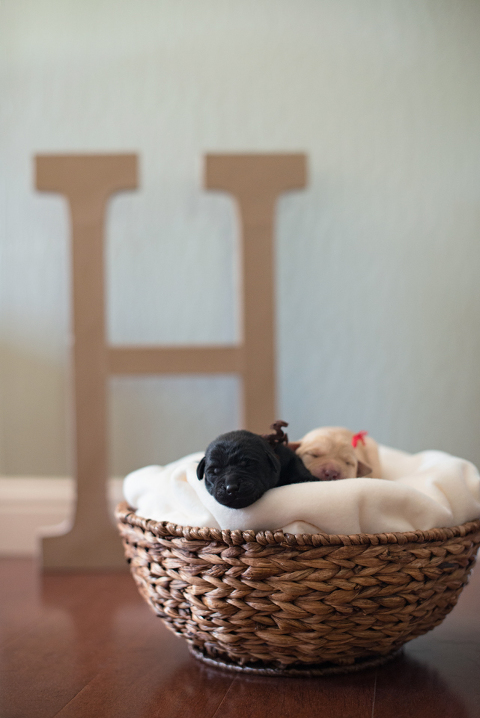 puppies 2 web blog