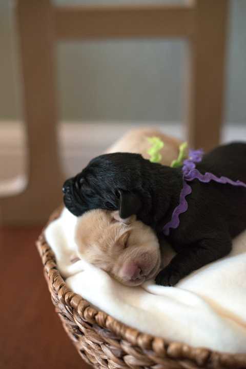 puppies 3 WEB blog