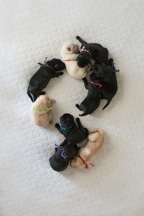 puppies 4 WEB blog