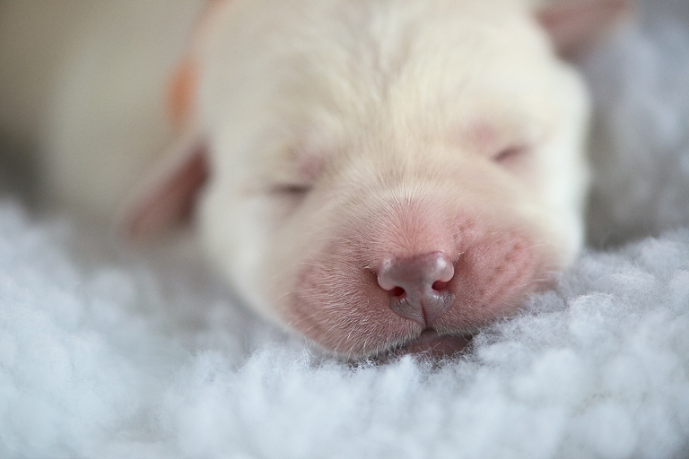 puppies 5 web blog