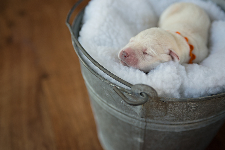 puppies 6 WEB blog