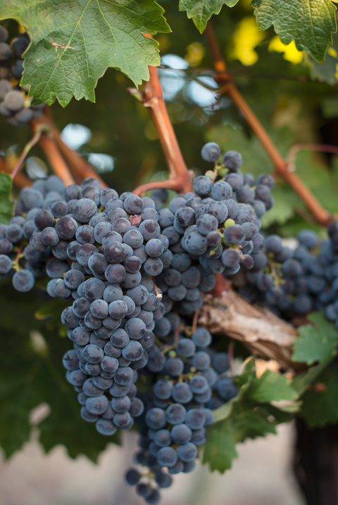 grapes 7 blog