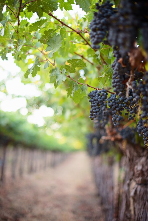grapes 8 blog
