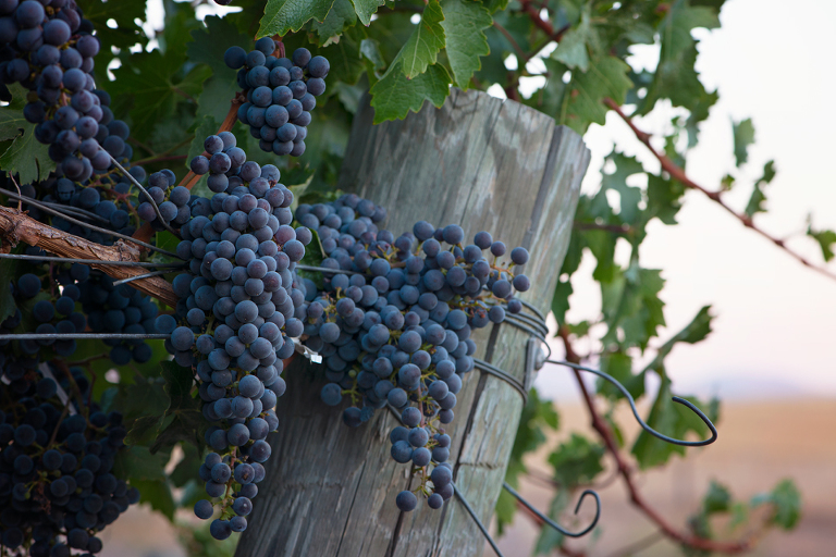 grapes 9 blog