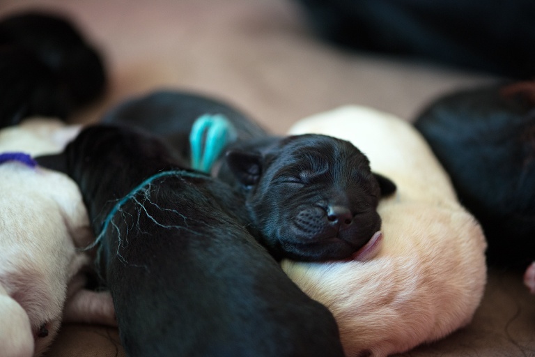 litter 3 1day 1 blog