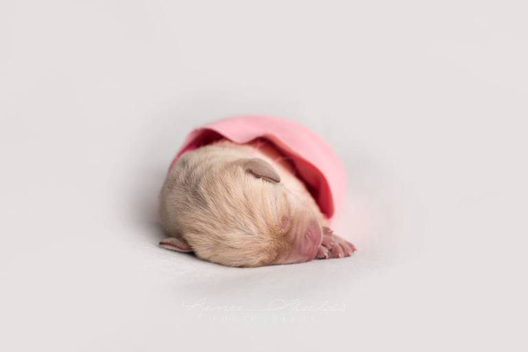 drk pink 1day 1 2 blog