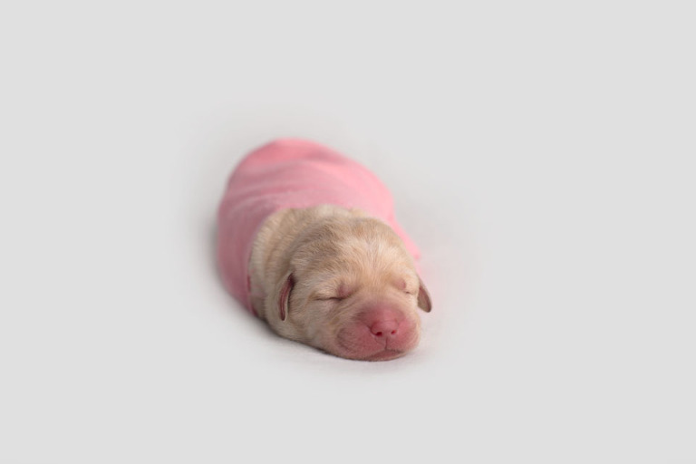 drk pink 1day 2 2blog