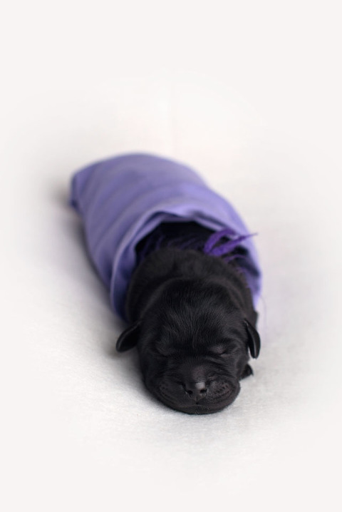 purple 1day 2ex blog