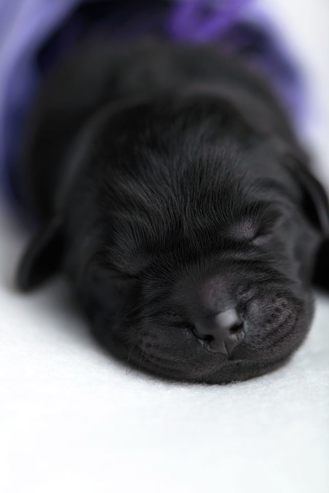 purple 1day 5ex blog